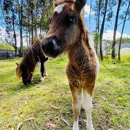 منتزه العطل 4x3 Burinhosa