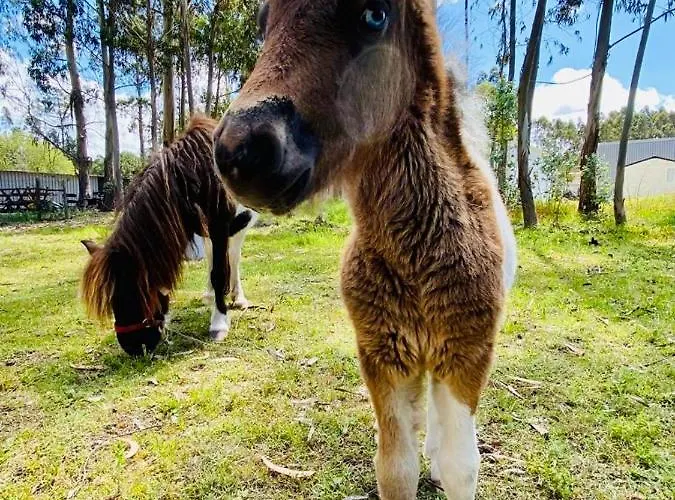 Vakantiepark 4x3 Burinhosa